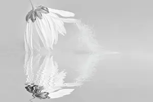 Leucanthemum: Ox-eye daisy, Leucanthemum vulgare, black & white with a fea