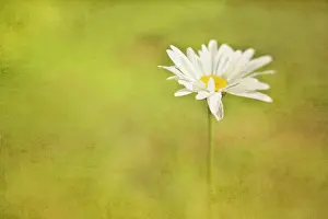 Leucanthemum: Ox-eye daisy, Leucanthemum vulgare seeming to float out of a