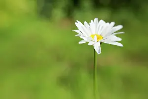 Leucanthemum: Ox-eye daisy, Leucanthemum vulgare in a soft focus green bac