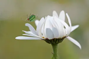Leucanthemum: Ox-eye daisy, Leucanthemum vulgare, Side view of
