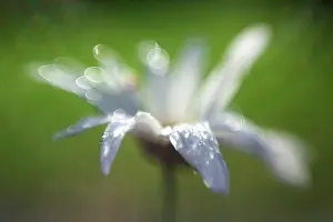 Moisture: Ox-eye daisy, Leucanthemum x superbum Becky, single flower