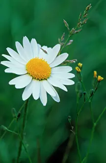 Marguerites: Ox-eye DAISY / Marguerite