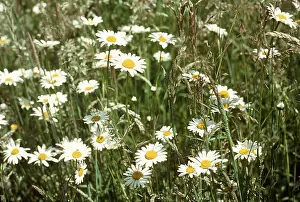 Daisy: Ox-eye DAISY / Marguerite - in flower