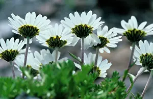 Marguerites: Ox-eye DAISY / Marguerite - in group