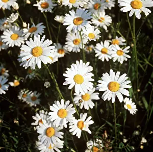 Marguerites: Ox-eye DAISY / Marguerite - group in flower
