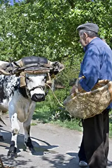 Beef: Ox harnessed to a hay cart Alsace Ecomuseum