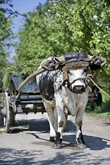 Beef: Ox harnessed to a hay cart Alsace Ecomuseum