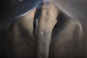 Maharashtra: Ox Tail Ganpatipule India
