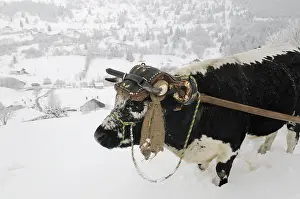 Pulling: Ox from Vosges pulling a sledge Vosges France