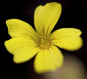 Oxalis: Oxalis