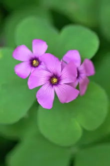 Oxalis: Oxalis
