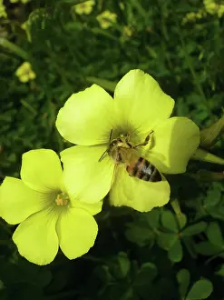 Oxalis: Oxalis