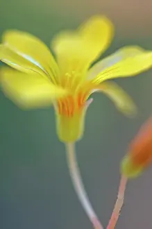 Velvet: Oxalis