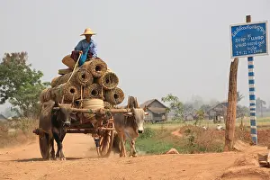 Beef: Oxcart carrying bamboo mats Burma