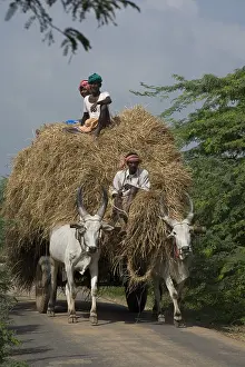 Tamil: Oxcart carying rice in southern India