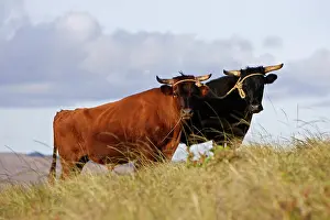 Oxen: Oxen on slope of Rano Kau volcano. Easter Island