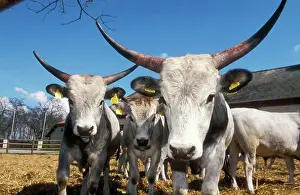 Oxen: OXEN - of the Steppe