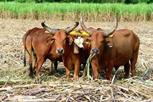 Antilles: Oxen, sugar cane (Saccharum officinarum), sugar