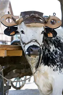 Beef: Oxen yoked Ecomuseum Vosges Haute-Alsace France