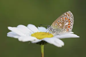 Leucanthemum: Oxeye Daisy