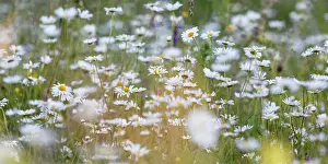 Leucanthemum: Oxeye Daisy