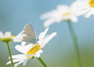 Leucanthemum: Oxeye Daisy
