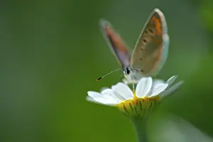 Argus: Oxeye Daisy