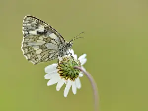 Leucanthemum: Oxeye Daisy