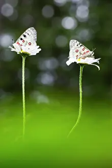 Daisy: Oxeye Daisy