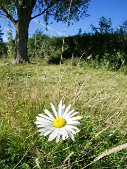 Daisy: Oxeye Daisy in meadow - UK