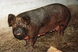 Oxford: Oxford PIG - Sandy and Black