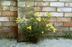 Walls: OXFORD RAGWORT