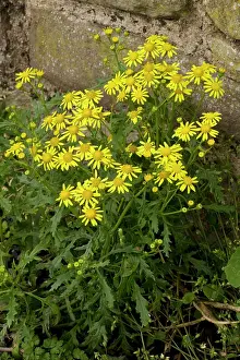 Naturalised: Oxford ragwort - a widespread naturalised weed