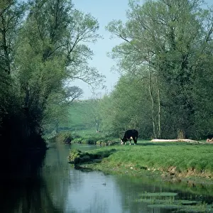 Steer: Oxfordshire river with steer