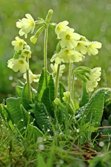 Elatior: Oxlip - in full bloom covered in dew at an early