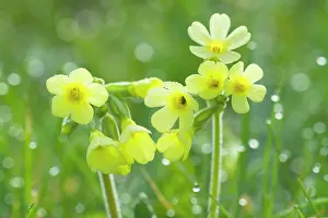 Elatior: Oxlip - blossom of a single Oxlip with dew on a