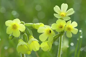Elatior: Oxlip - blossom of a single Oxlip with dew on a