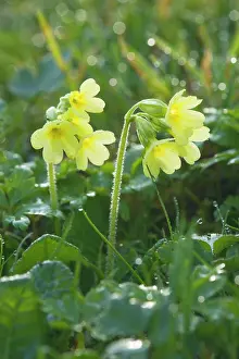 Elatior: Oxlip - blossom of a single Oxlip with dew on a