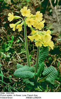 Elatior: Oxlip - in flower