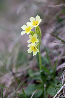 Elatior: Oxlip