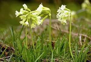 Elatior: Oxlip or True Oxlip - in flower in high alpine pastures