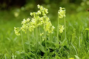 Elatior: Oxlips - in flower. Rare in UK