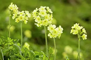 Elatior: Oxlips - in mountain pastures