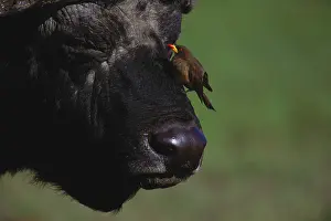 Relationship: Oxpecker on African Buffalo