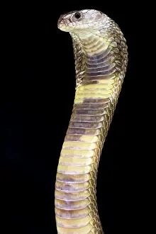 Pakistan: Oxus cobra (Naja oxiana), Turkmenistan