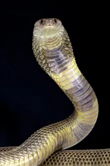 Pakistan: Oxus cobra (Naja oxiana), Turkmenistan