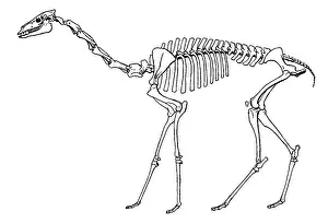 Hooves: Oxydactylus, Cenozoic Mammal