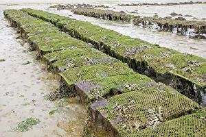 Commerical: Oyster beds at low tide