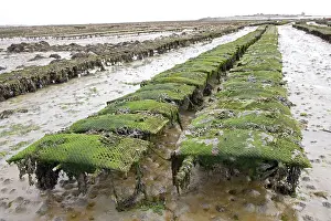 Commerical: Oyster beds at low tide