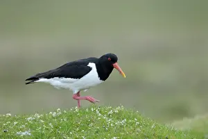Haematopus: Oyster Catcher